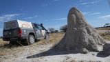 Riesige Termitenhügel zieren die Kalahari Wüste