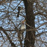 Die Tiere sind kaum zu erkennen