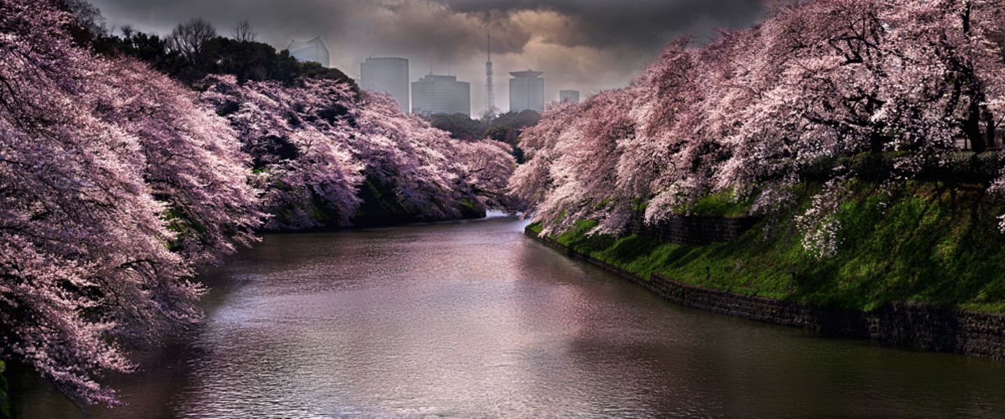 Pink Spring