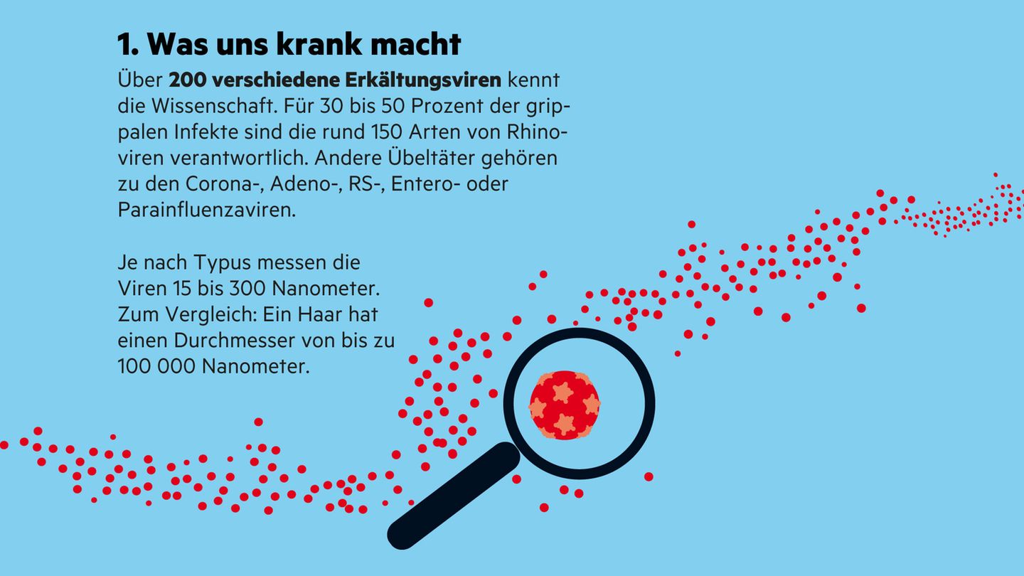 Infografik "Sehen und Verstehen": Erkältung: Wie sie entsteht und was uns schützt