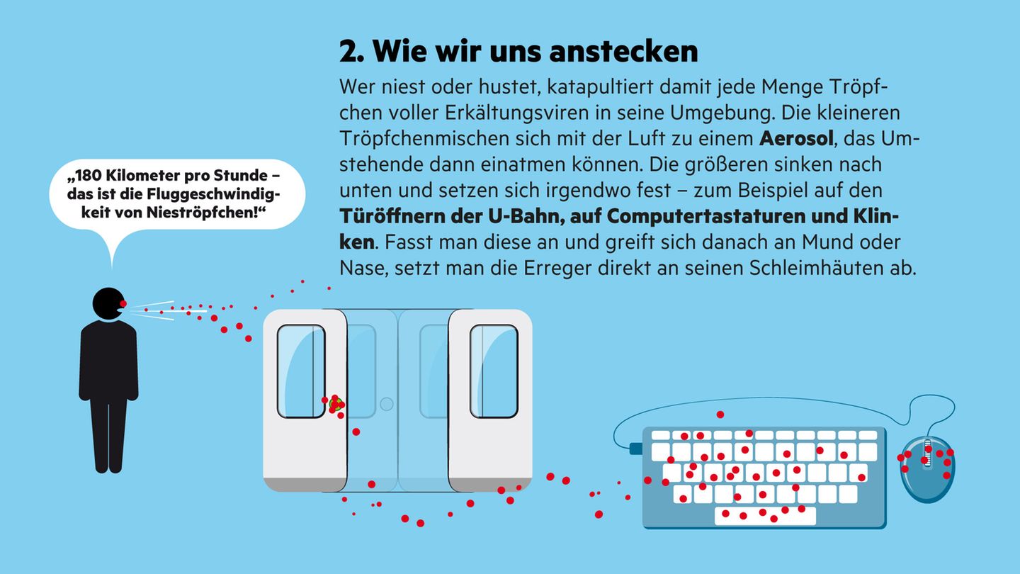Infografik "Sehen und Verstehen": Erkältung: Wie sie entsteht und was uns schützt