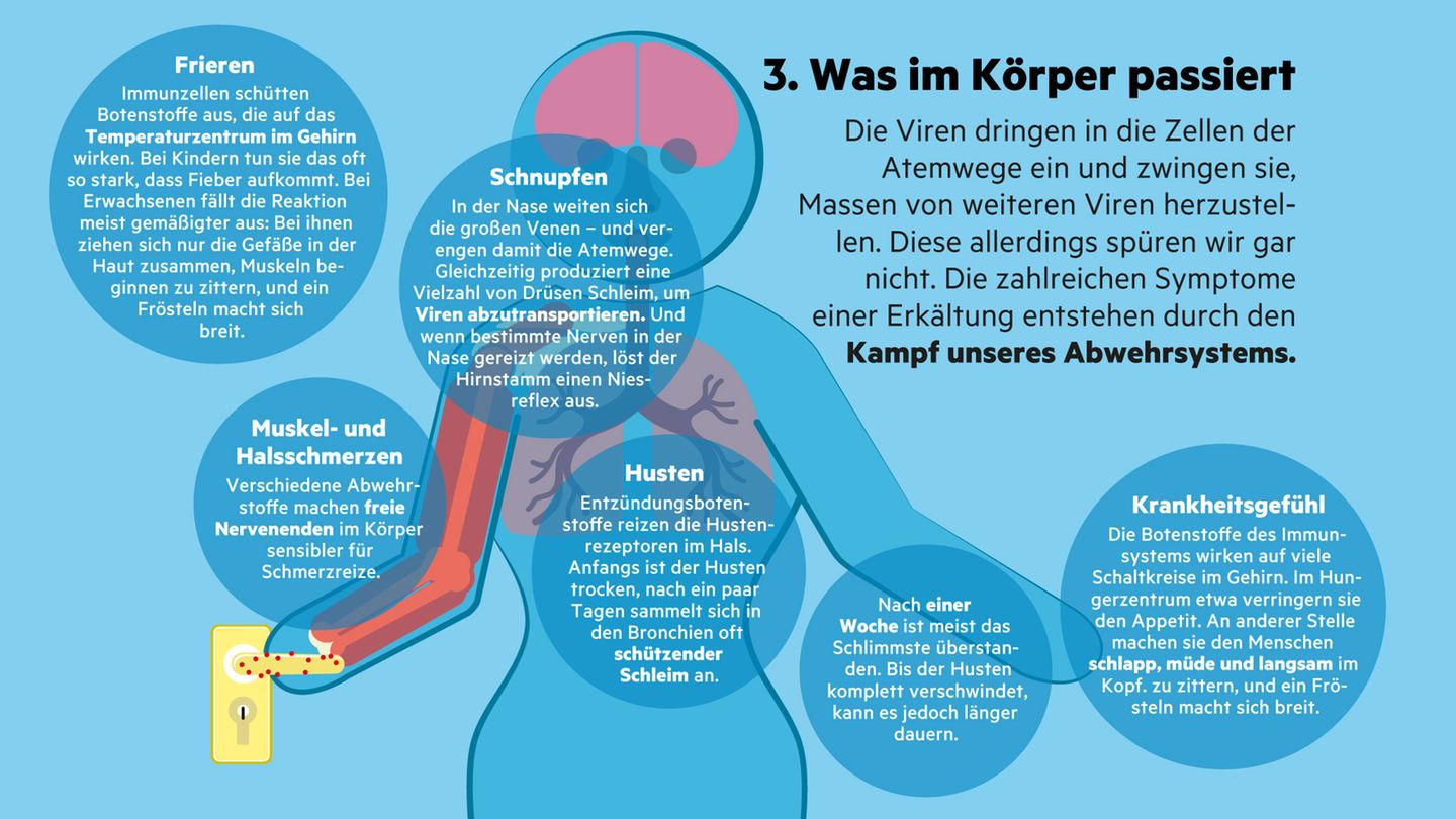 Infografik "Sehen und Verstehen": Erkältung: Wie sie entsteht und was uns schützt