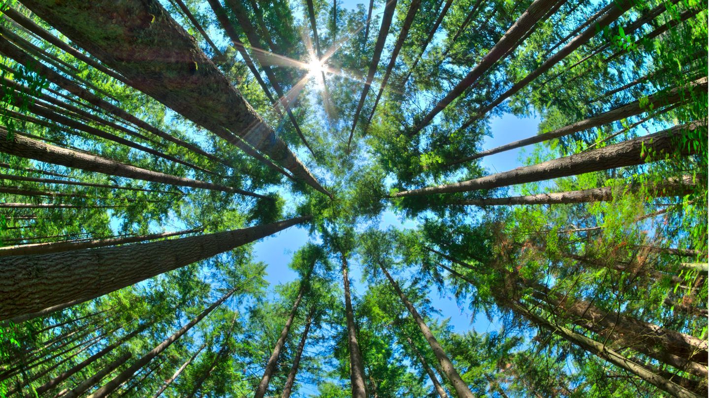 Hohe Bäume spenden zu viel Schatten Es mutete an wie die botanische Variante von "David gegen Goliath": Ein Ehepaar wollte die Stadt Bielefeld zwingen, zwei 25 Meter hohe, gesunde Eschen zu fällen, die ihren kleinen Reihenhausgarten in Schatten tauchten. Ihre Bonsai-Bäumchen gediehen nicht richtig und auch den Menschen selbst fehlte Licht und Sonne. Sie müssen die großen Bäume aber weiter ertragen, denn: Sogenannte negative Emissionen - wie der Entzug von Licht und Luft durch Bauten oder Bäume - müssen geduldet werden, wenn sie nicht unerträglich sind, wie der BGH klarstellte. (Az.: V ZR 229/14)