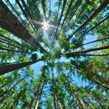 Es mutete an wie die botanische Variante von "David gegen Goliath":  Ein Ehepaar wollte die Stadt Bielefeld zwingen, zwei 25 Meter hohe, gesunde Eschen zu fällen, die ihren kleinen Reihenhausgarten in Schatten tauchten. Ihre Bonsai-Bäumchen gediehen nicht richtig und auch den Menschen selbst fehlte Licht und Sonne. Sie müssen die großen Bäume aber weiter ertragen, denn: Sogenannte negative Emissionen - wie der Entzug von Licht und Luft durch Bauten oder Bäume - müssen geduldet werden, wenn sie nicht unerträglich sind, wie der BGH klarstellte. (Az.: V ZR 229/14)   