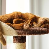 Katze sitzt unter einem Sofa