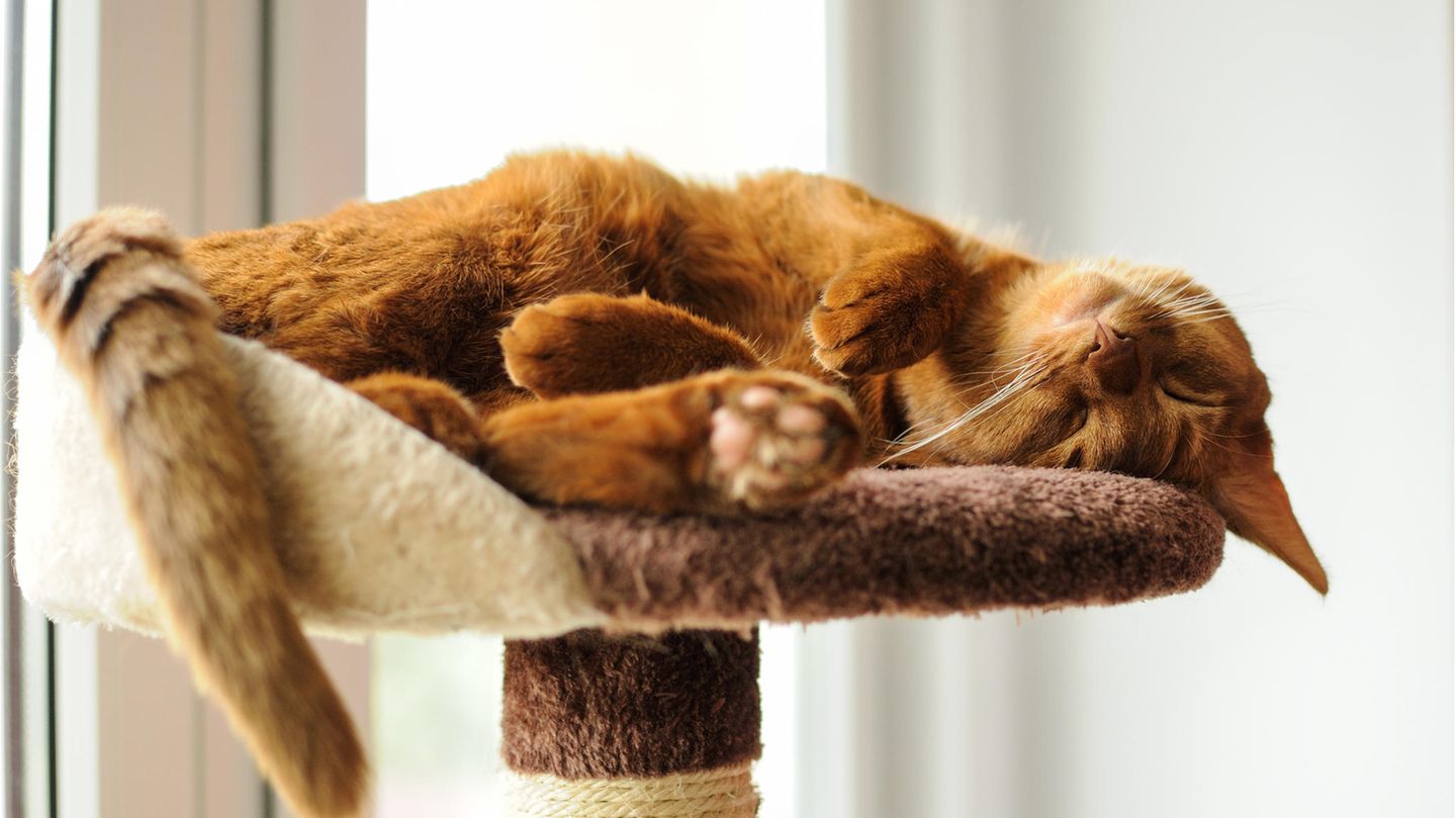 Haustiere und haushaltsnahe Dienstleistung Katze sitzt unter einem Sofa