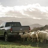 Auch Schafe spielen in dem Honda-Film eine große Rolle