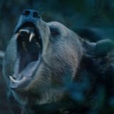 Mit den Bären ist nicht zu spaßen