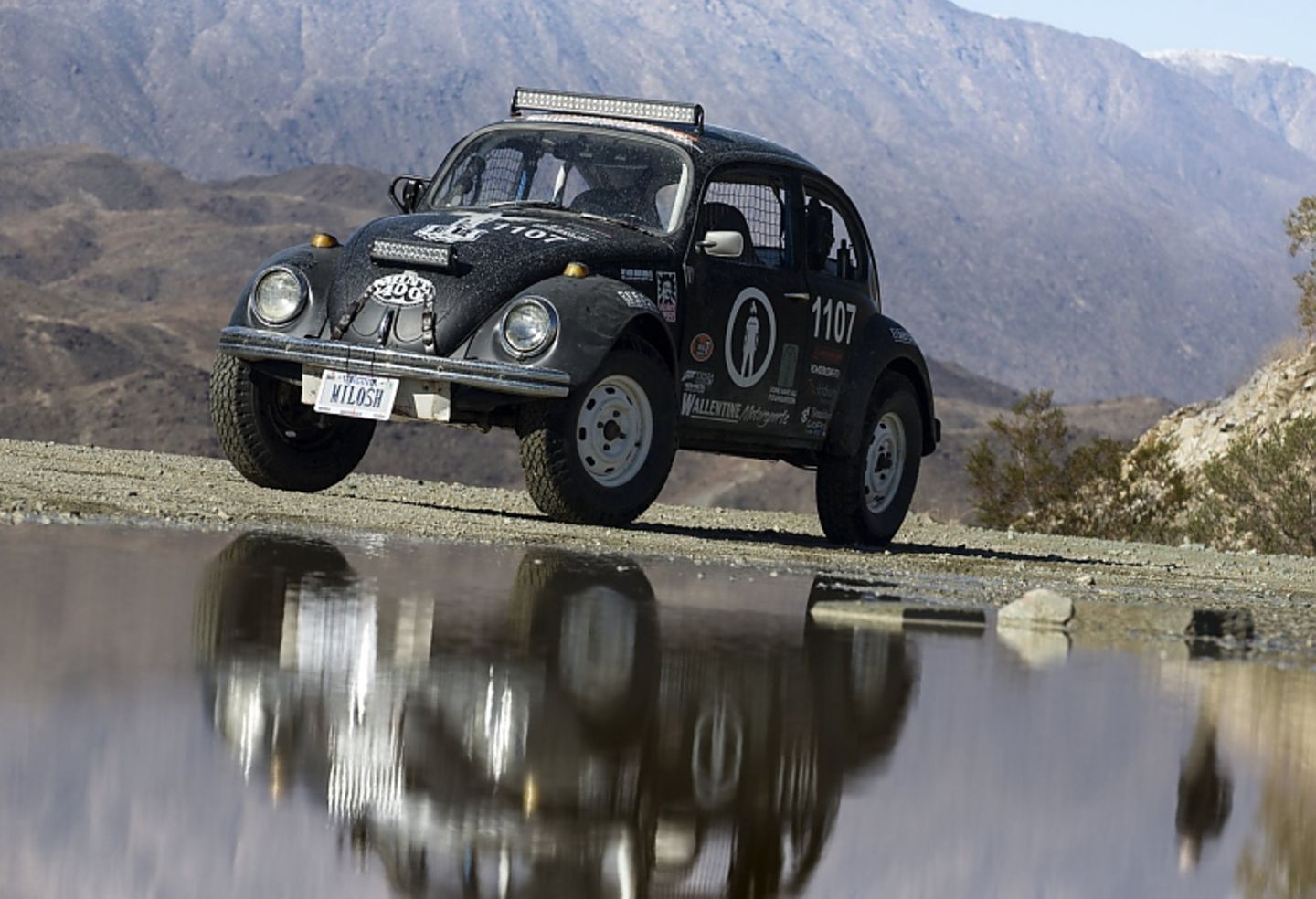 Faszination Beetle Bug