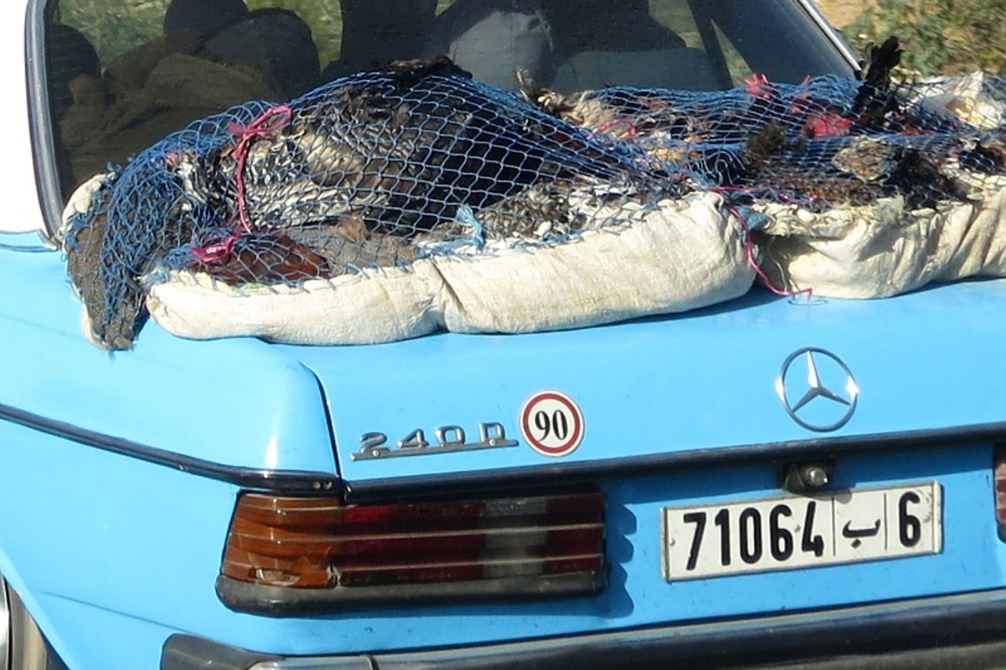 Das lebende Geflügel darf hinten auf dem Kofferraum Platz nehmen.