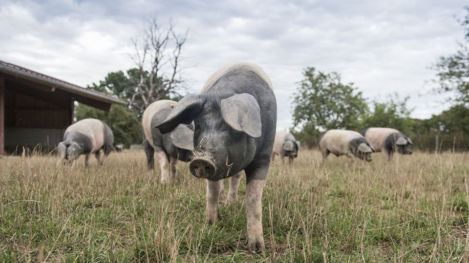 Diese Schweine sind Schwäbisch Hällische Landschweine. Sie sind reinrassig, haben reichlich Auslauf und fressen nur Futter aus gentechnikfreier, regionaler Landwirtschaft.