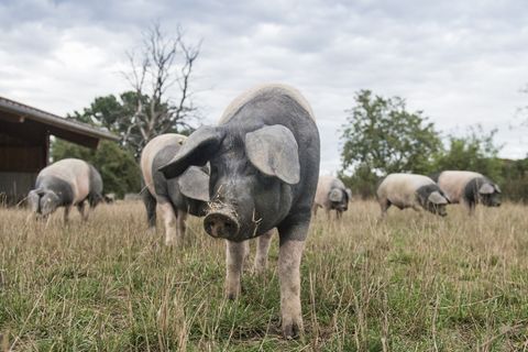 Diese Schweine sind Schwäbisch Hällische Landschweine. Sie sind reinrassig, haben reichlich Auslauf und fressen nur Futter aus gentechnikfreier, regionaler Landwirtschaft.