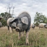 Diese Schweine sind Schwäbisch Hällische Landschweine. Sie sind reinrassig, haben reichlich Auslauf und fressen nur Futter aus gentechnikfreier, regionaler Landwirtschaft.
