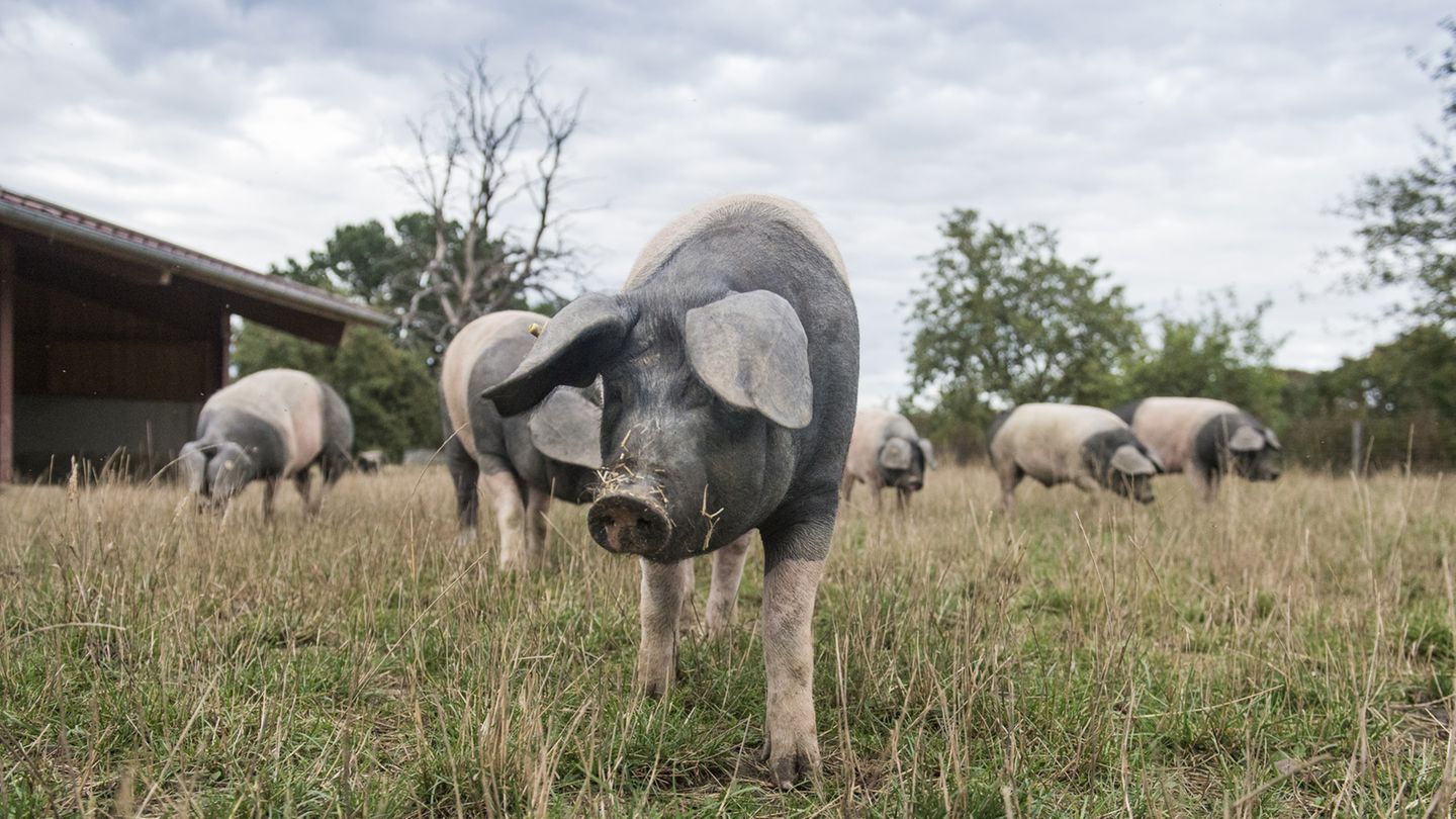 Schweinefleisch Aus Diesem Tier Werden Fantastische Produkte Stern De