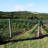 Mit mehr als zwei Dutzend Weingütern gehört Waiheke zu den Premium-Anbaugebieten des Landes. Dank der geologisch abwechselungsreichen Böden werden überwiegend Rotweine der Rebsorten Syrah und Merlot angebaut. Der Larose von Stonyridge hat bei Blindverkostungen schon berühmte Bordeaux-Weine geschlagen.