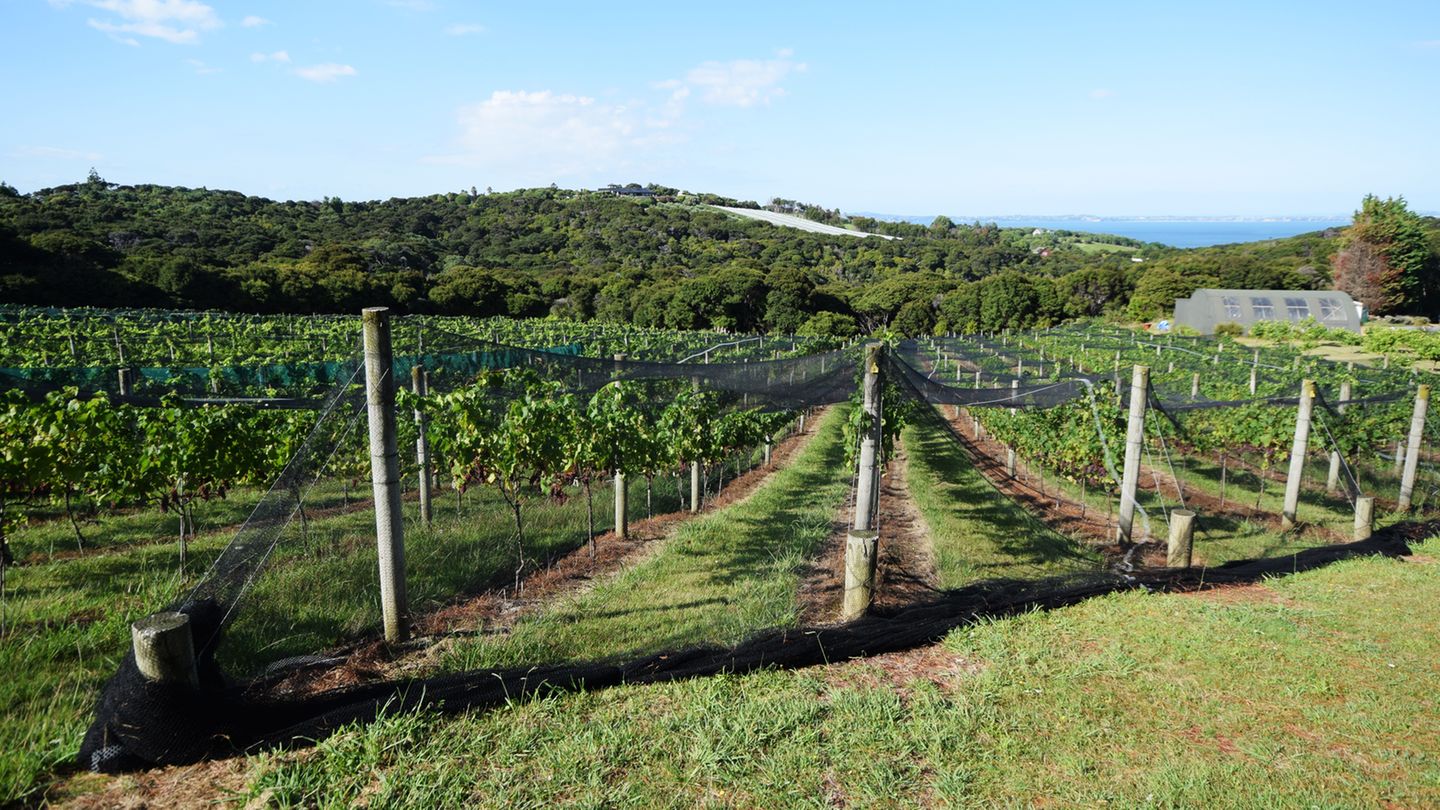 Mit mehr als zwei Dutzend Weingütern gehört Waiheke zu den Premium-Anbaugebieten des Landes. Dank der geologisch abwechselungsreichen Böden werden überwiegend Rotweine der Rebsorten Syrah und Merlot angebaut. Der Larose von Stonyridge hat bei Blindverkostungen schon berühmte Bordeaux-Weine geschlagen.