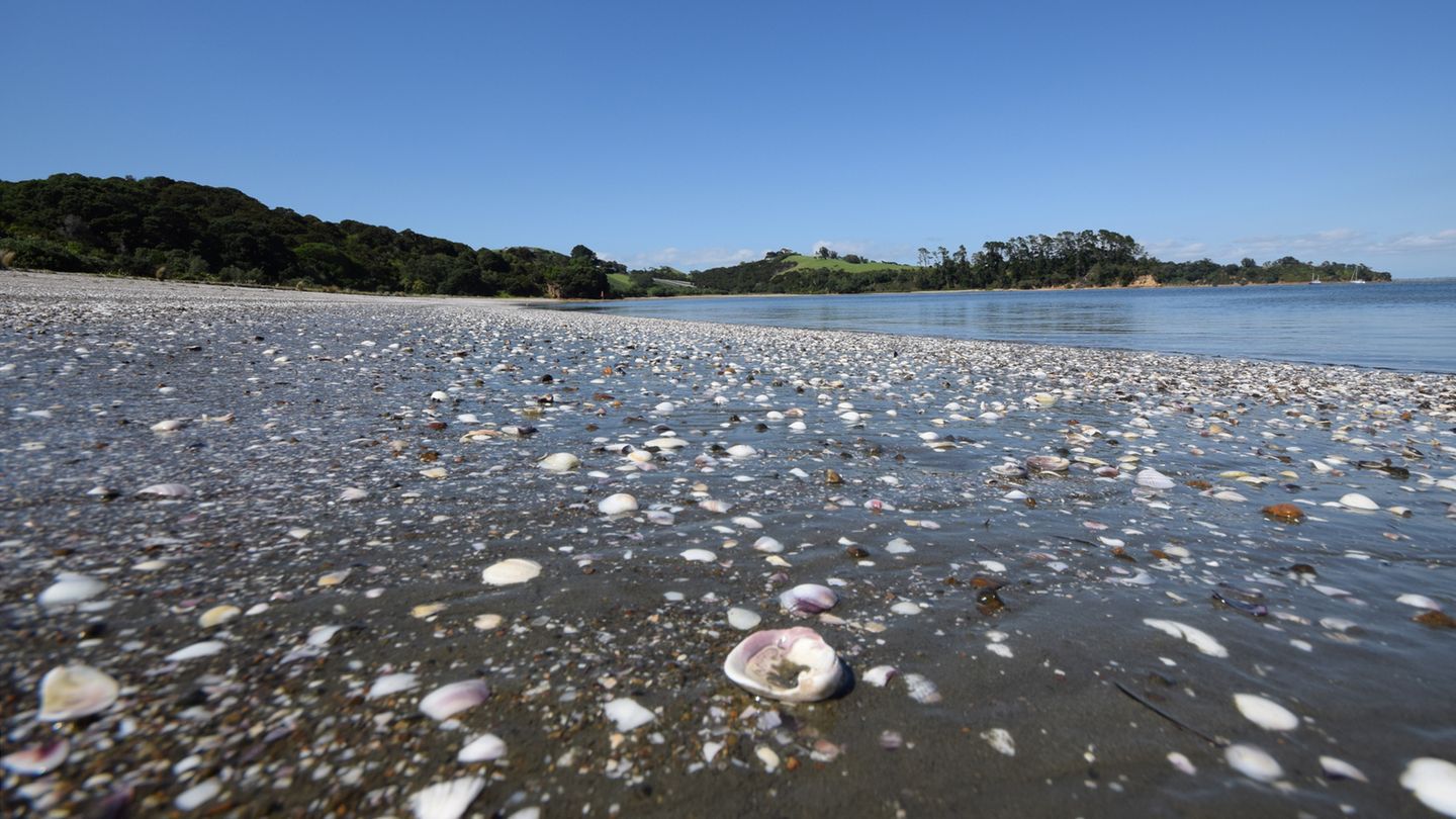 Muschelstrand in Rocky Bay an der Südküste: Hier im Whakanewha Reginal Park nistet der seltene Regenpfeifer...