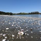 Muschelstrand in Rocky Bay an der Südküste: Hier im Whakanewha Reginal Park nistet der seltene Regenpfeifer...