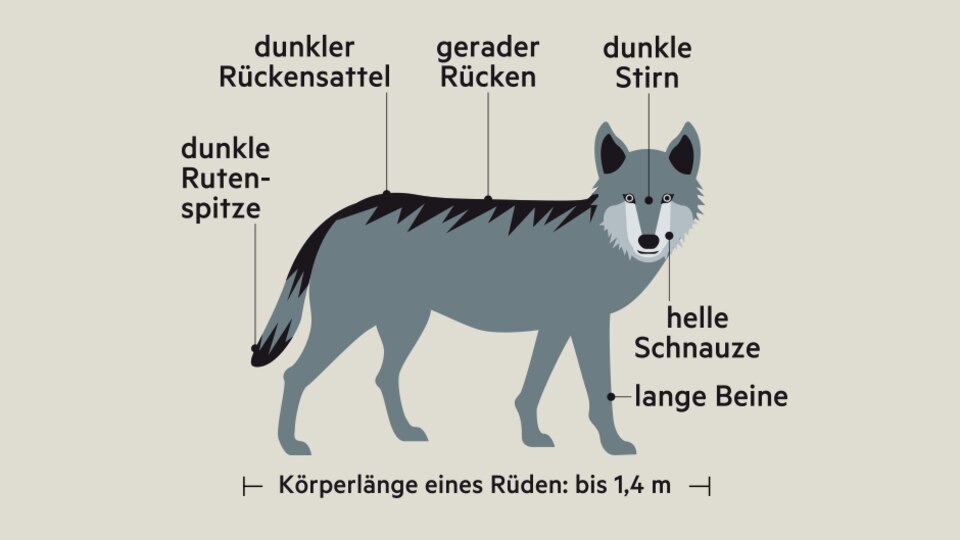 Raubtiere: Wie man einen Wolf erkennt: Er ist größer als ein Schäferhund, hat einen geraden Rücken und eine markante Maske.