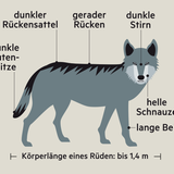 Ein Schaubild zeigt die Merkmale eines Wolfs