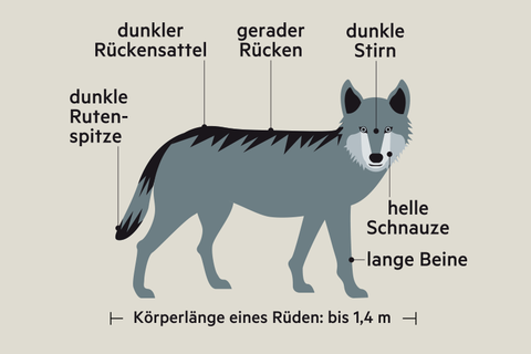 Ein Schaubild zeigt die Merkmale eines Wolfs