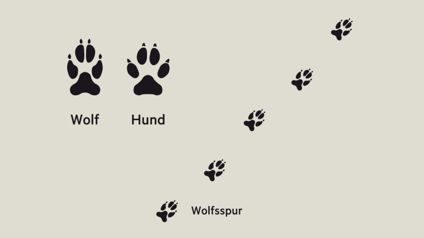 Spuren vom Wolf und vom Hund