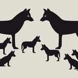 Ein Schaubild zeigt ein Wolfsrudel