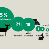 Beutetiere - das frisst ein Wolf