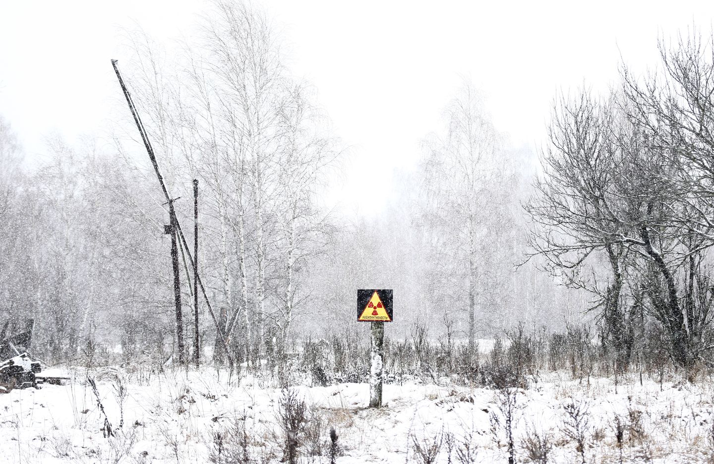 Nach Atom-Gau: Tschernobyl  - Die Tiere übernehmen, sobald der Mensch verschwindet