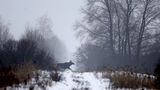 Nach Atom-Gau: Tschernobyl  - Die Tiere übernehmen, sobald der Mensch verschwindet