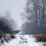 Nach Atom-Gau: Tschernobyl  - Die Tiere übernehmen, sobald der Mensch verschwindet