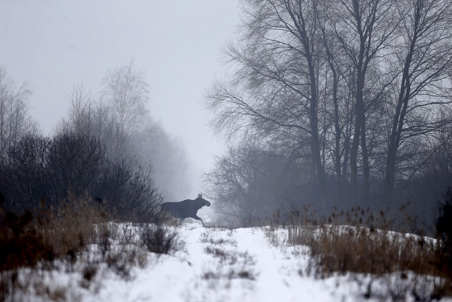 Nach Atom-Gau: Tschernobyl  - Die Tiere übernehmen, sobald der Mensch verschwindet