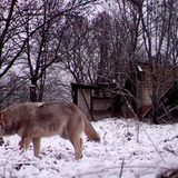 Nach Atom-Gau: Tschernobyl  - Die Tiere übernehmen, sobald der Mensch verschwindet