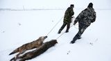 Nach Atom-Gau: Tschernobyl  - Die Tiere übernehmen, sobald der Mensch verschwindet