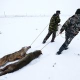 Nach Atom-Gau: Tschernobyl  - Die Tiere übernehmen, sobald der Mensch verschwindet