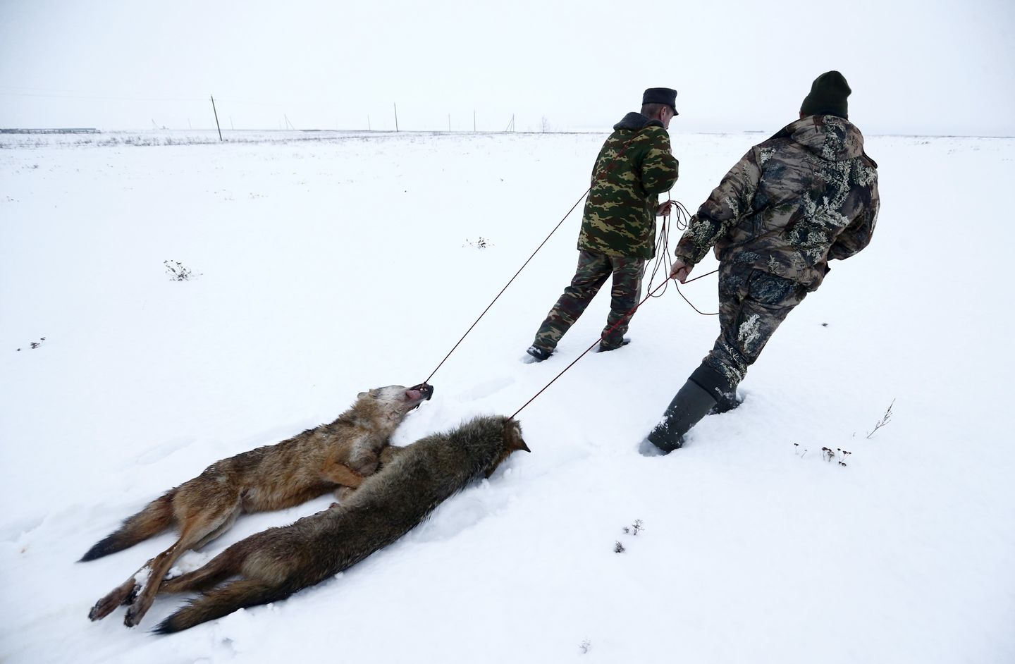 Nach Atom-Gau: Tschernobyl  - Die Tiere übernehmen, sobald der Mensch verschwindet