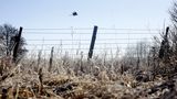 Nach Atom-Gau: Tschernobyl  - Die Tiere übernehmen, sobald der Mensch verschwindet