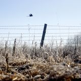 Nach Atom-Gau: Tschernobyl  - Die Tiere übernehmen, sobald der Mensch verschwindet