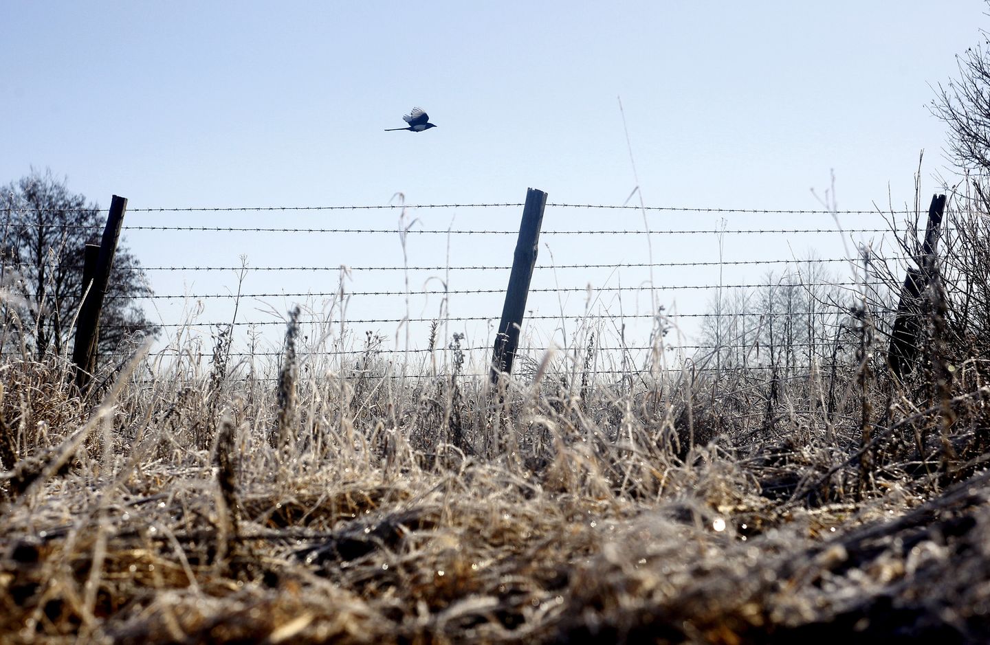 Nach Atom-Gau: Tschernobyl  - Die Tiere übernehmen, sobald der Mensch verschwindet