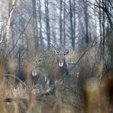 Nach Atom-Gau: Tschernobyl  - Die Tiere übernehmen, sobald der Mensch verschwindet