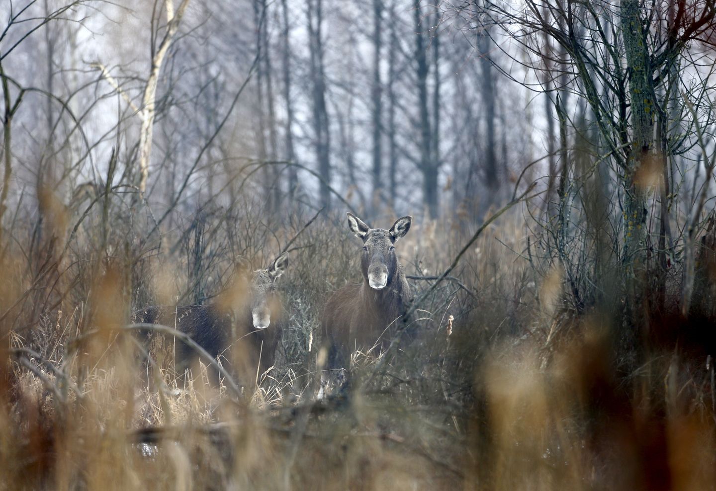 Nach Atom-Gau: Tschernobyl  - Die Tiere übernehmen, sobald der Mensch verschwindet