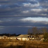 Nach Atom-Gau: Tschernobyl  - Die Tiere übernehmen, sobald der Mensch verschwindet