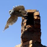 Nach Atom-Gau: Tschernobyl  - Die Tiere übernehmen, sobald der Mensch verschwindet