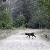 Nach Atom-Gau: Tschernobyl  - Die Tiere übernehmen, sobald der Mensch verschwindet