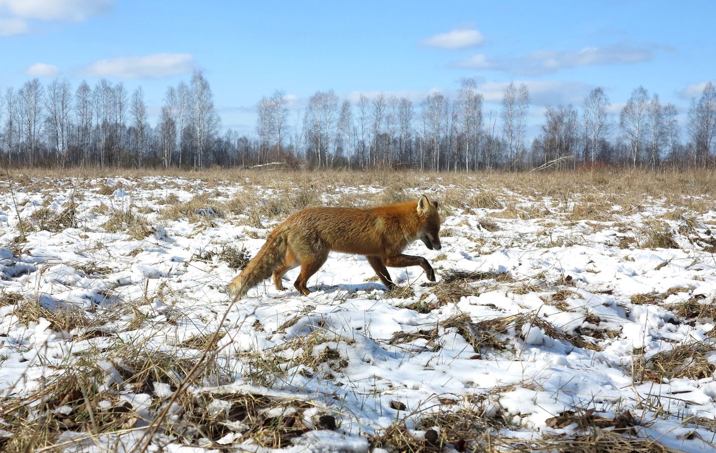 Nach Atom-Gau: Tschernobyl  - Die Tiere übernehmen, sobald der Mensch verschwindet