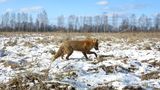 Nach Atom-Gau: Tschernobyl  - Die Tiere übernehmen, sobald der Mensch verschwindet