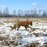 Nach Atom-Gau: Tschernobyl  - Die Tiere übernehmen, sobald der Mensch verschwindet