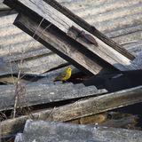 Nach Atom-Gau: Tschernobyl  - Die Tiere übernehmen, sobald der Mensch verschwindet