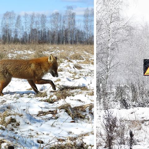 Nach Atom-Gau: Tschernobyl  - Die Tiere übernehmen, sobald der Mensch verschwindet