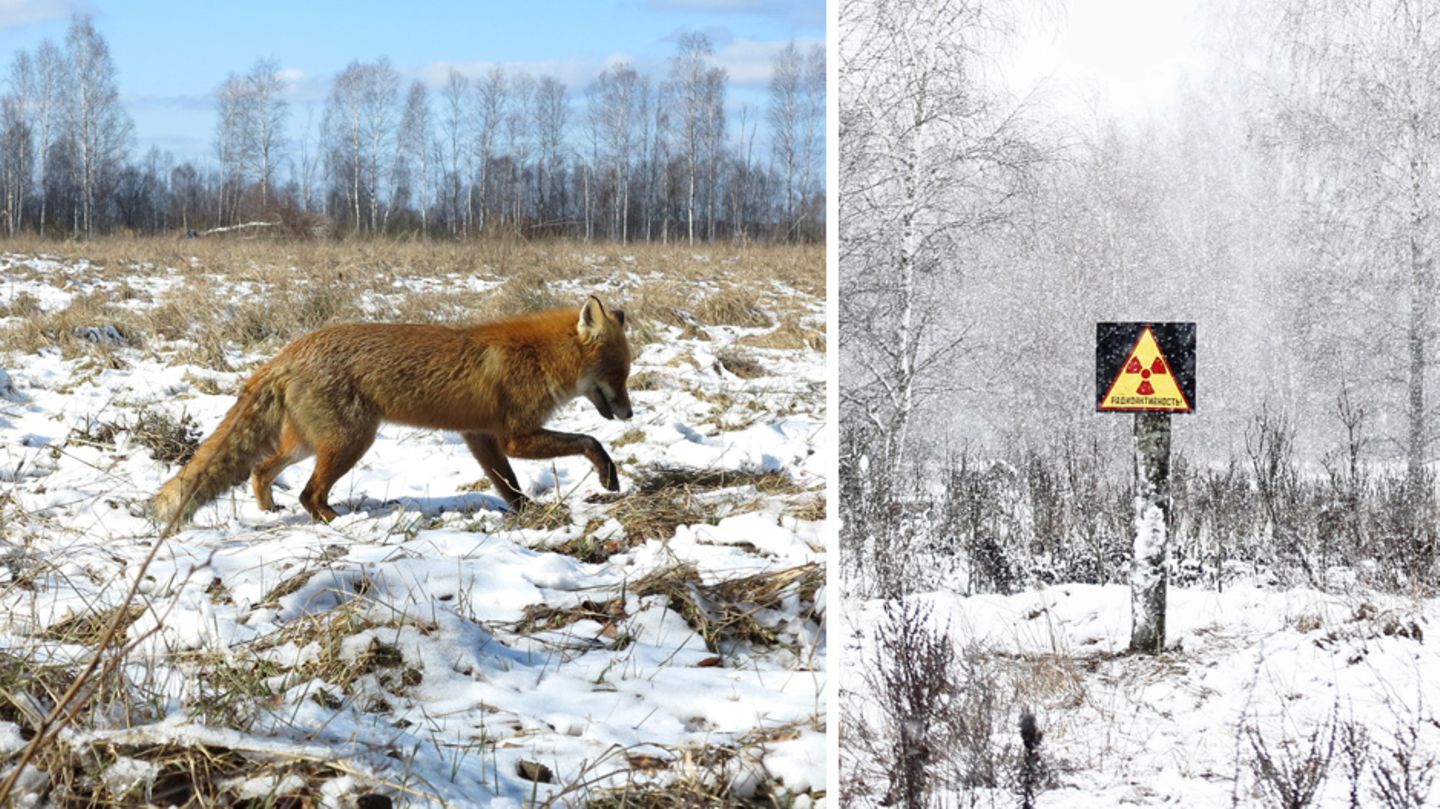 Животные Чернобыля без фотошопа
